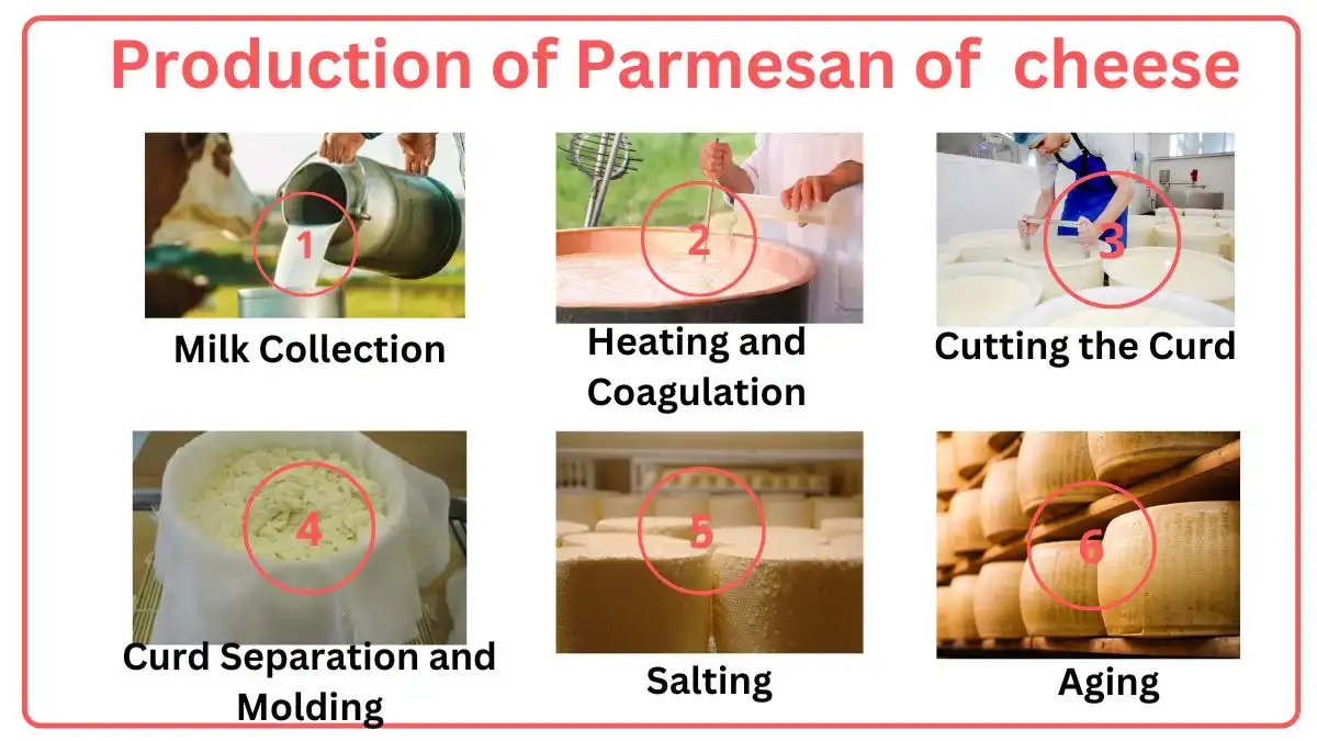 production-of-parmesan-cheese-chat