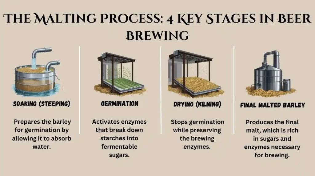 The Malting Process 4 Key Stages in Beer Brewing